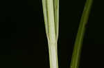 Greater bladder sedge